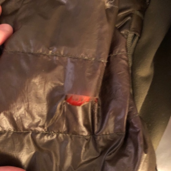 Canadian goose - Picture 2 of 4